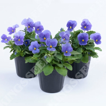 Picture of Viola - Grandissimo True Blue F1